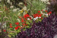 Alternanthera 'Purple Prince', Pélargonium rouge et blanc - Géranium, plantes ornementales Pennisteum dans le parterre de fleurs en automne.