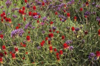 Gomphrena 'Strawberry Fields' et Purple Verbena bonariensis en automne.