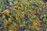 Feuilles d'Hosta séchées et flétries devenant brunes dans un parterre de feuilles tombées en pente en automne.