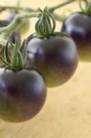 Solanum lycopersicum 'Midnight Snack' Bouquet de tomates cerises non mûres cueillies F1 Hybrid Syn. Lycopersicon esculentum août