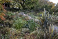 Plantation automnale autour des étangs de The Garden House dans le Devon, avec Photinia villosa, Cyperus involucratus, Schoenoplectus lacustris subsp. Tabernaemontani 'Zebrinus' Phormium 'Buckland Ruby' 