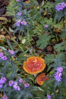 Amanita muscaria, champignons Fly Agaric cachés parmi les plantes dans un jardin boisé ombragé 