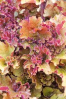 Heuchera 'Frilly' - Juin 