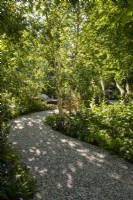 Un chemin de gravier incurvé avec des plantations boisées comprenant un Betula utilis var. arbre jacquemontii 'Doorenbos', au loin un fauteuil inclinable en bois 
