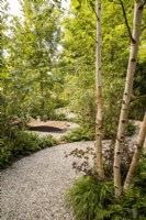 Un chemin de gravier incurvé et sinueux à travers des plantations boisées comprenant un Betula utilis var. arbre jacquemontii 'Doorenbos', au loin un fauteuil inclinable en bois 