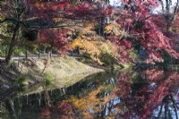 Acers aux couleurs automnales reflétées dans l'eau de l'étang de la zone Nakaragi-no-mori du jardin. 