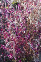 Gros plan de Celosia argentea var. plante cristata 