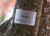Étiquette de plante en japonais et en anglais pour Acer palmatum 