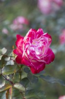 Gros plan d'une seule fleur de Rosa 'Jubile du Prince de Monaco'. Floribunda 