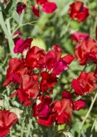 Lathyrus odoratus Mammoth Scarlet, été août 