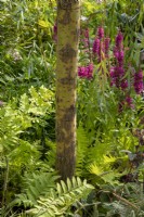 Salix x sepulcralis var. chrysocoma - Saule pleureur doré sous-planté de Lythrum salicaria 'Robert' et Osmunda regalis 