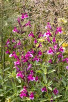 Salvia greggii 'Icing Sugar' et graminées ornementales 