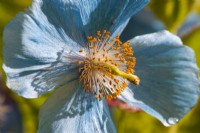 Meconopsis x sheldonii 'Lingholm' - Pavot bleu de l'Himalaya 