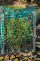 Thuja occidentalis - Cèdre blanc protégé par une clôture en plastique vert pour empêcher les branches de se briser à cause de la glace et de la neige accumulées en hiver, Québec, Canada. 
