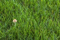 Gastrocybe lateritia - Champignon germé de haricot poussant dans une pelouse surarrosée de Poa pratensis - Kentucky Bluegrass en été. 