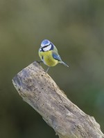 Parus caeruleus - Mésange bleue perchée sur une souche d'arbre 