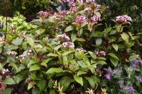Viburnum tinus Spirit à floraison printanière. Avril 