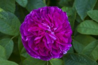Rose rose foncé, Rosa 'Charles de Mills' 