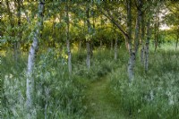 Sentier d'herbe à travers le Friends Wood au coucher du soleil. Planté de bouleau argenté, Betula pendula. Des herbes sauvages en dessous. 
