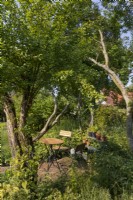 Arbres fruitiers anciens avec table et chaises sur une zone pavée, entourés de plantations plus sauvages comprenant de la consoude blanche Symphytum orientale et des graminées. 