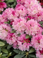 Rhododendron yakushimanum Kalinka, printemps mai 