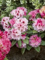 Rhododendron yakushimanum Nicoletta, printemps mai 