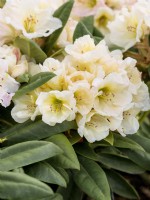 Rhododendron yakushimanum Golden Melody, été juin 