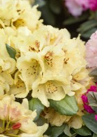 Rhododendron yakushimanum Goldprinz, printemps mai 