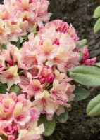 Rhododendron Brasilia, printemps mai 