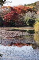 L'étang Kyoychi avec des Acers en couleur d'automne. 