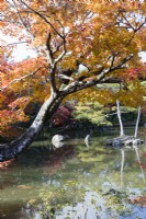 Vue sur l'étang de Kyoko avec des arbres aux couleurs automnales reflétés dans l'eau. 