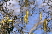 Corylus avellana 'Contorta' - noisetier contorsionné - chatons jaunes parmi les branches tordues. Avril 