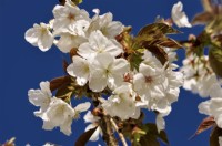Branches fleuries blanches de Prunus serrulata Tai Haku. Avril 