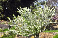 Prunus glandulosa 'Alba Plena' - amande à fleurs naines - sur la rocaille. Avril 