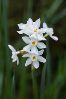 Narcisse papyraceus var polianthos. 