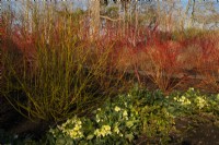Cornus alba 'Sibirica' - Cornouiller de Westonbirt et Helleborus 'Ice Breaker' dans le jardin d'hiver de Kew Gardens 