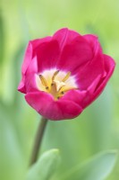 Tulipa 'Pink Ardour' - Tulipe - Avril 