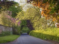 Chemin de campagne au printemps surplombé de hêtre pourpre, de marronnier d'Inde, de platane de Londres et de buisson rouge - Norfolk, royaume-uni 