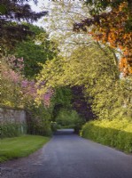 Chemin de campagne au printemps surplombé de hêtre pourpre, de marronnier d'Inde, de platane de Londres et de buisson rouge - Norfolk, royaume-uni 