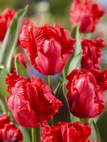 Tulipa Parrot Erna Lindgreen, printemps avril 