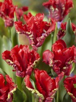 Tulipa Parrot Seadov, printemps mai 
