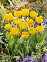 Tulipa Double Late Gold Rush, printemps mai 