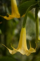 Brugmansia aborea - Trompette de l'Ange dans la serre 