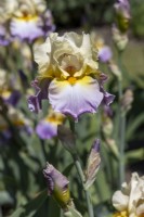 Grand Iris barbu, 'Agate Beach', dans un jardin d'été. 