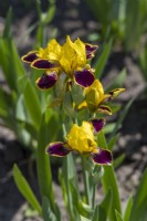 Iris barbu miniature, « Bumblebee Deelite'. 