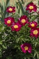 Paeonia 'Acajou'. 