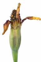 Tagetes patula « Naughty Marietta » Têtes de graines de souci françaises se formant lorsque la fleur meurt septembre 