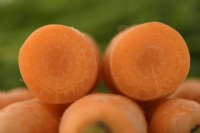 Daucus carota 'Romance' Carotte lavée coupée ouverte septembre 