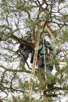 Deux jardiniers travaillant au sommet d'un pin construisent le wigwam de corde et de bambou qui protégera l'arbre des dommages causés par la neige. C'est ce qu'on appelle Yukitsuri. 