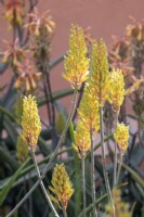 Capitules de fleurs d'Aloe campéri 